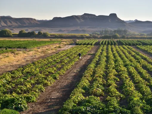 south africa farms